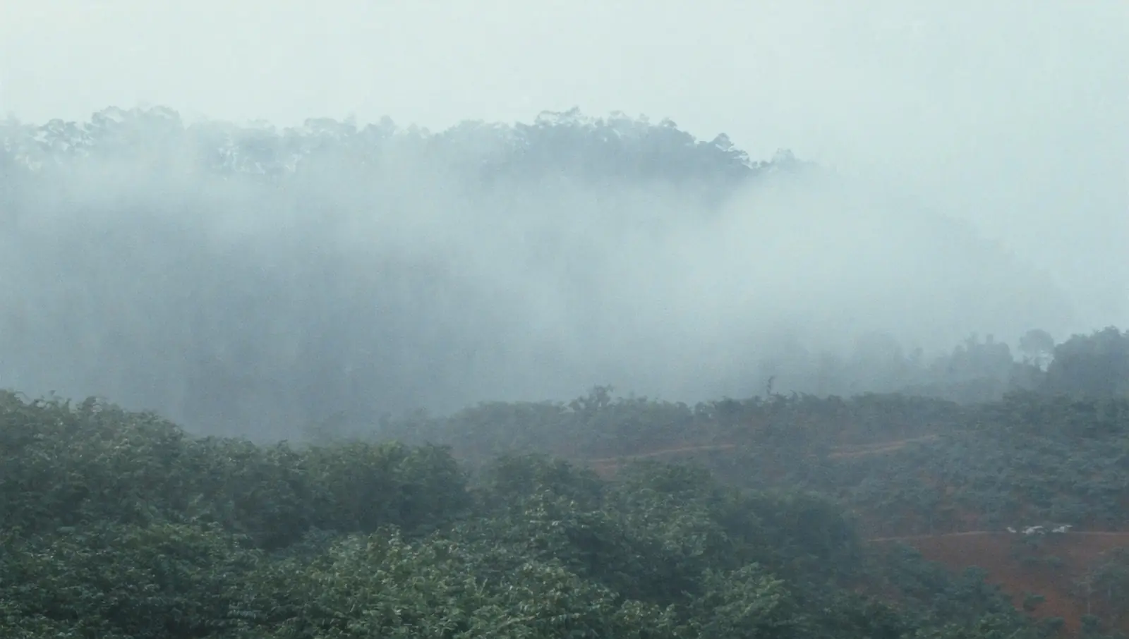 Liên Khương のリベリカ在来樹
