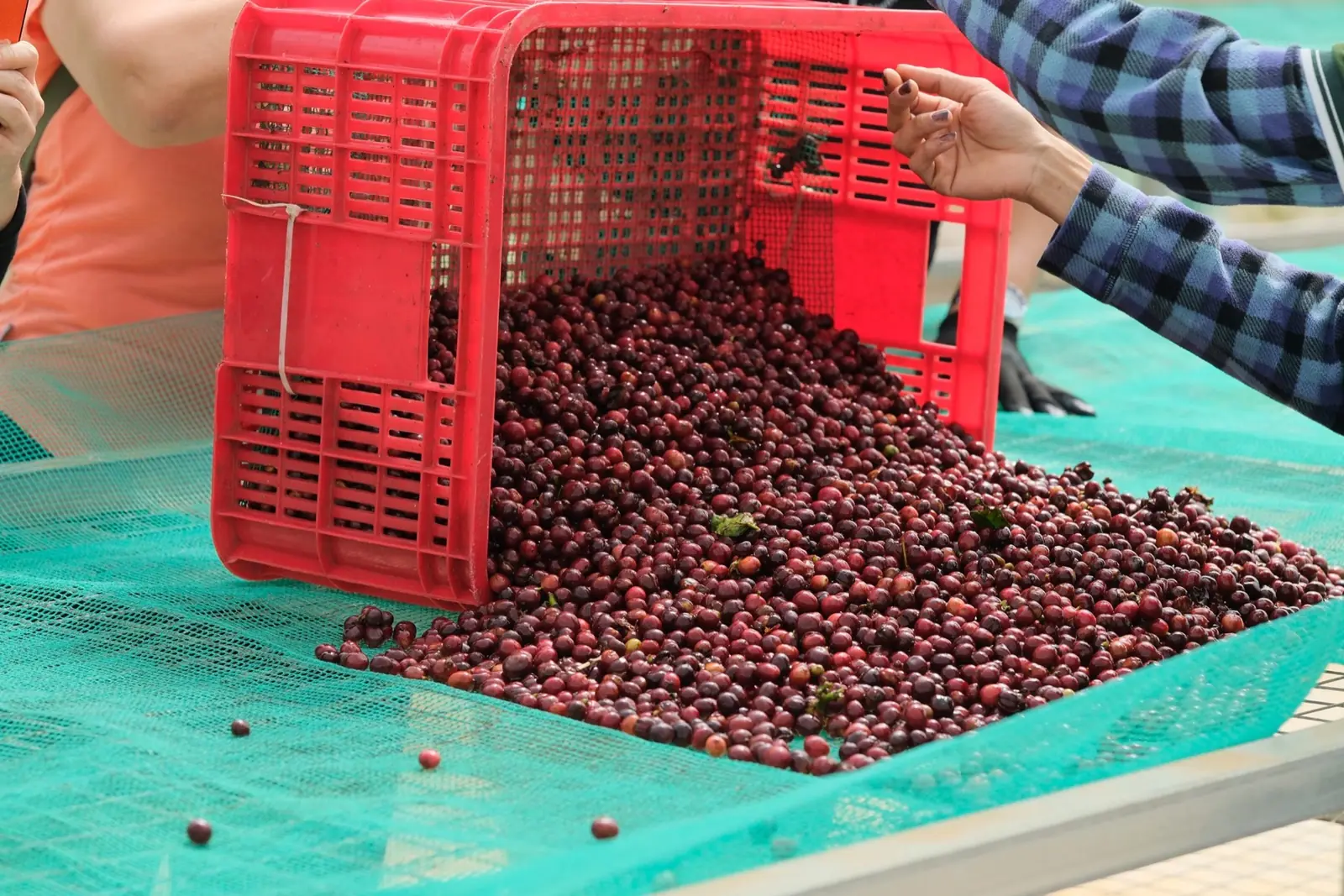 Sorting ripe cherries in Nam Ban