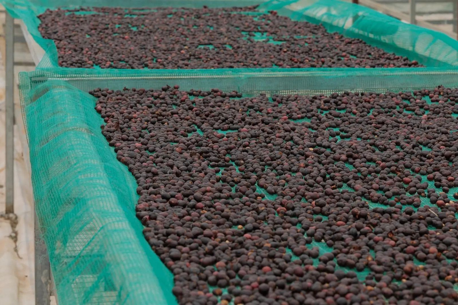 Bui Coffee Supply の乾燥棚